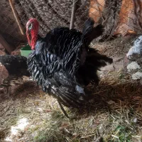 بوقلمون نر و ماده برنز