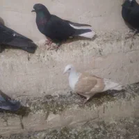 کفتر گرفتنی کویتی زرد وکویتی اتشی|پرنده|تربتحیدریه, ترمینال|دیوار