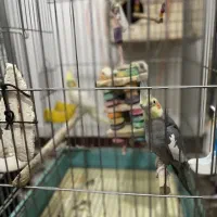 عروس هلندی با قفس وسایل|پرنده|کرج, برغان|دیوار