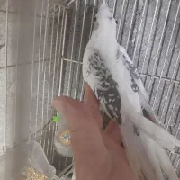 جوجه عروس ۳ماهه رام اهلی