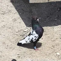 کفتر سینه سیاه گره
