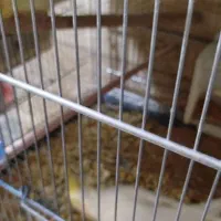 فروش انواع نژاد عروس هلندی مولد و جوجه|پرنده|ایلام, |دیوار