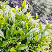 برگ سبز چای بهاره