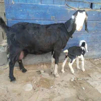 بز ماده|حیوانات مزرعه|چابهار, |دیوار