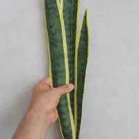 گل سانسوریا مصنوعی