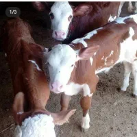 فروش انواع گوساله|حیوانات مزرعه|بندر ترکمن, |دیوار
