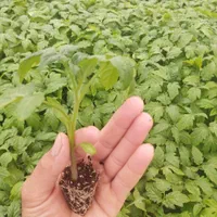 نشا گوجه|خدمات باغبانی و درختکاری|مرودشت, تخت جمشید|دیوار