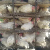 مرغ سفید تخم گذار|حیوانات مزرعه|شیراز, سعدیه شمالی|دیوار