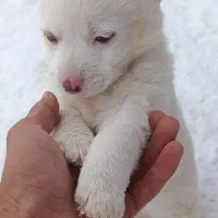 پاکوتاه فروشی|سگ|مراغه, |دیوار