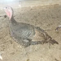 فروش 11 عدد بوقلمون برنز، ماده