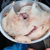 توغلی ، گوسفند همه رقم قربانی|حیوانات مزرعه|اردبیل, |دیوار