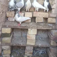 کبوتر رنگی