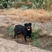 روتوایلر اصیل