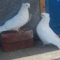 کبوتر سفید نوک ریز چشم نوک سفید مایل ب قنار