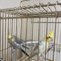 ۲ عدد عروس هلندی به همراه متعلقات