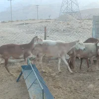 فروش میش چینی|حیوانات مزرعه|لامرد, |دیوار