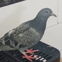 کبوتر خوشگل و خوش رنگ|پرنده|آبیک, |دیوار