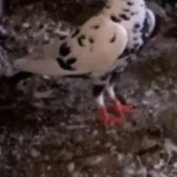آبلغ دم سفید