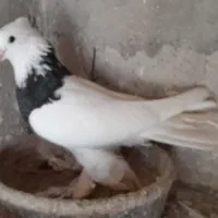 طوقی کاکلی ومور