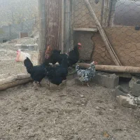 مرغ محلی کرچ شو|حیوانات مزرعه|رودهن, |دیوار