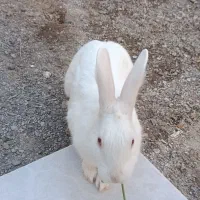 خرگوش خانگی|موش و خرگوش|گناباد, |دیوار