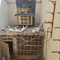 فروش ۶جفت کبوتر|پرنده|اهرم, |دیوار
