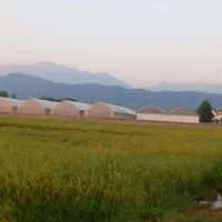 فروش زمین با گلخانه