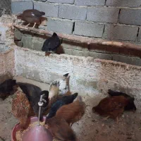 مرغ و خروس رسمی|حیوانات مزرعه|ماهدشت, |دیوار