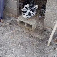 تخم‌مرغ نطفه دارگلین|حیوانات مزرعه|شاهین دژ, |دیوار