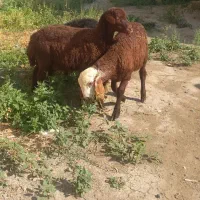 بره سالم سرحال