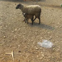 دوعددبره ماده رومانف