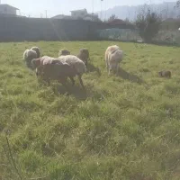 فروش گوسفند رومن رومانف با بره دوقلو وسه قلو|حیوانات مزرعه|کومله, |دیوار