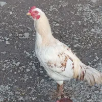 خروس|حیوانات مزرعه|انزل, |دیوار