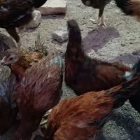 جوجه محلی شوروایی