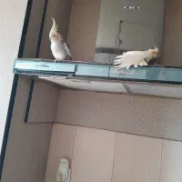 عروس هلندی سخنگو|پرنده|هشتگرد, شهرک ایران خودرو|دیوار