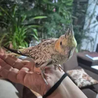 عروس هلندی ماده|پرنده|دوگنبدان, |دیوار