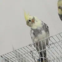 عروس سخنگو|پرنده|خاش, |دیوار