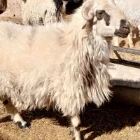 گوسفند بره قوچ|حیوانات مزرعه|ماهان, |دیوار