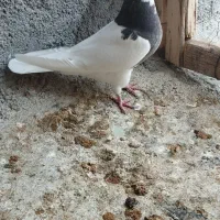 طوقی  سینه سیاه|پرنده|شهرضا, |دیوار