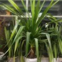 گل بزرگ (پاندانوس)