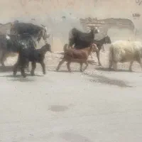 بز کهره