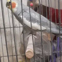 دو عدد عروس هلندی نر