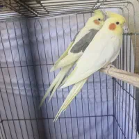 عروس هلندی