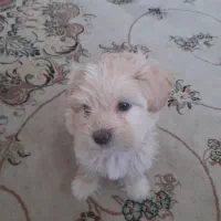 واگذاری توله سگ دوماه فروش فوری|سگ|شیراز, فرگاز|دیوار