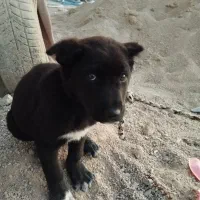 توله نر قدرجونی|سگ|شیراز, قلات|دیوار