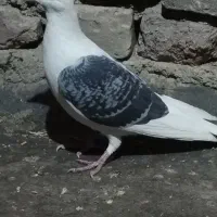 دوکت مگس کویتی