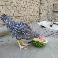 نیمچه خروس ومرغ آمروک اصل|حیوانات مزرعه|یزد, |دیوار