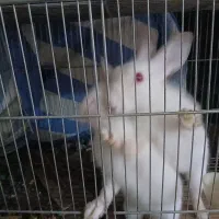 خرگوش