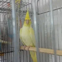 فروش عروس های هلندی زعفرونی