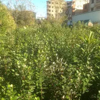 فوجی و گوآوا|خدمات باغبانی و درختکاری|آستارا, |دیوار